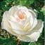 stellina